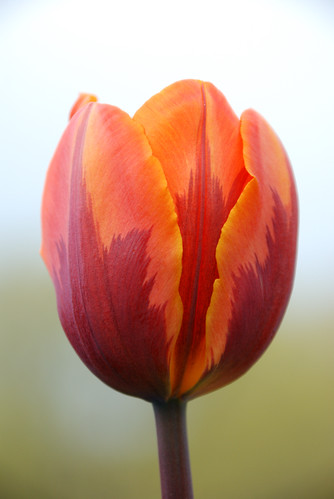 flowers usa minnesota unitedstates tulip hazeltine mnlandscapearboretum