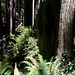 walking in the humboldt redwoods    MG 0991