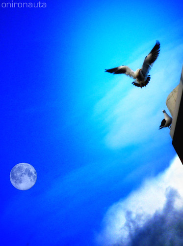 moon argentina clouds buenos aires seagull gull gulls birdsinflight newmoon gaviotas mardelplata lunanueva sandrog birdandmoon onironauta puertomardelplata luxtop100 gullandmoon gullsandclouds