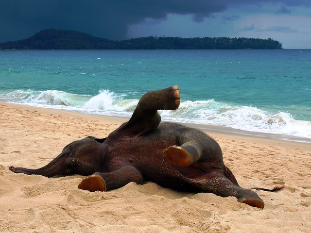 Phuket Elephant on the Beach