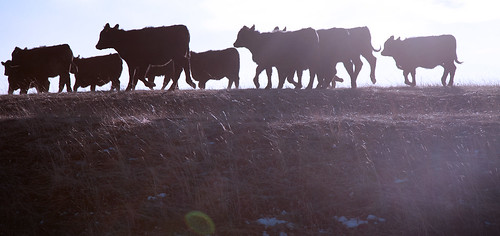 ranch winter sunset usa cold fall silhouette america montana unitedstates cattle beef ballard blackangus ranchland