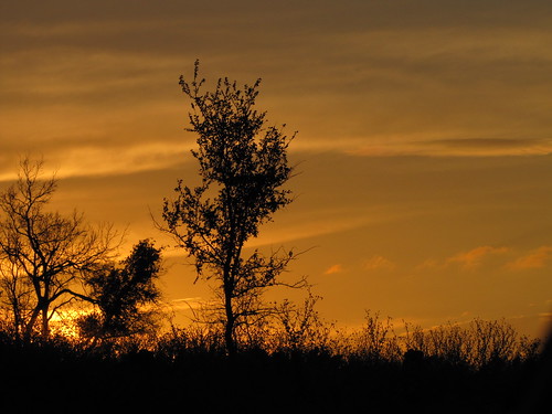 sunset tree silhouette season dove hunting