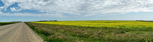 panorama canada color colour green yellow farm progress sk prairie saskatchewan agriculture 2009 canola 2000s canadagood