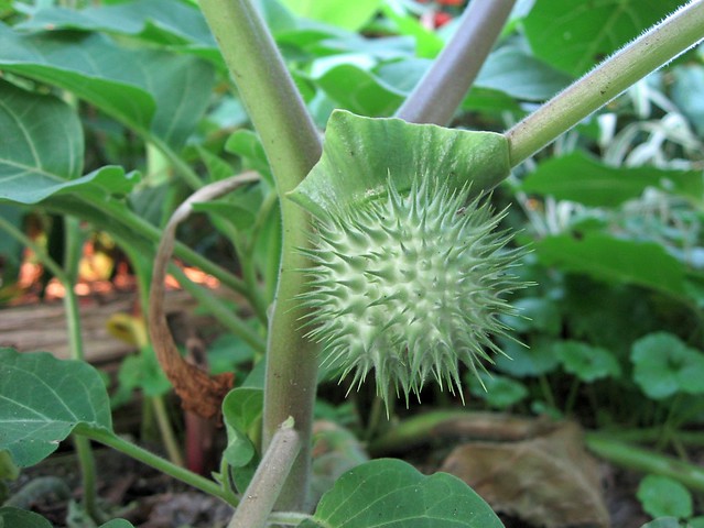 Datura Stramonium Fruit / Thorn Apple | Explore beautifulca… | Flickr ...