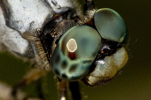 blue macro eye dragonfly wildlife sony sigma alpha eastendpark a700 70300f4556apo