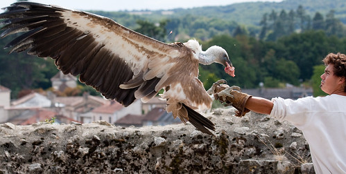 food man france bird animal animals geotagged flying wings eating landing glove 2009 100400mm vienne poitiers chauvigny img4649 canon40d lesgéantsduciel