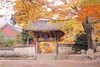 KOREA autumn of songkwangsa_송광사의 가을 korea