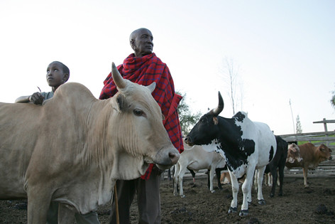 Maasai father and son tend to their cattle in Kenya