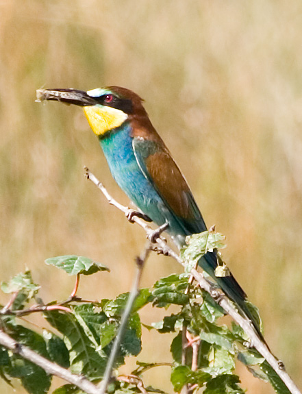 Photograph titled 'European Bee-eater'