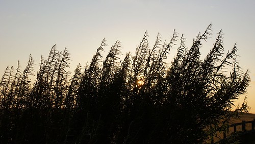 sunset holiday reeds 2009 tiree