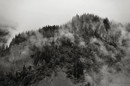trees blackandwhite bw fog clouds nationalpark august mountrainier 2009 stevenspass mountrainiernp nikond90