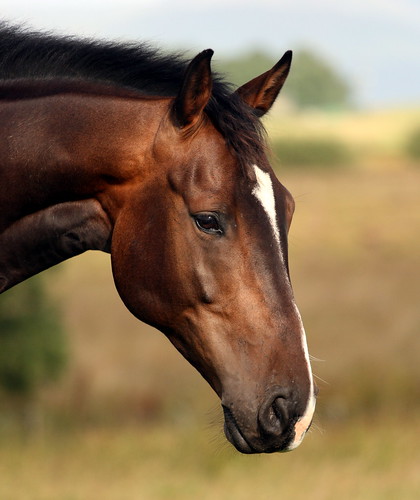 horse brown pony gartocharn mywinners platinumphoto