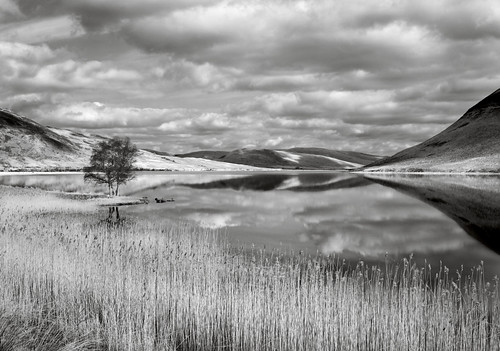 trees sky blackandwhite bw mountains film scale nature water monochrome beautiful reflections reeds landscape scotland landscapes still scenery quiet oldstyle space traditional north perspective restful landmarks panoramas peaceful scene calm depthoffield hills filter views 4x5 lonely peaks filters sublime picturesque lightandshadow isolated largeformat borders singletree selkirk lochs zonesystem lonelytree pictorial redfilter valleys moffat pushprocess waterreflections glens cambo 5x4camera naturallandscape scottishborders stmarysloch largescale agfapan romanticlandscape scheimpflugprinciple scottishlandscapes scottishglens britishlandscapes moffatwater tibbieshiels cappercleuch classicviews borderhills classiccompositions