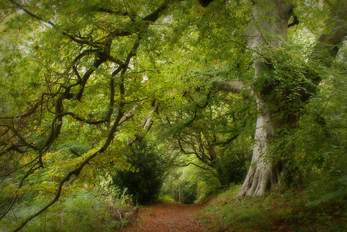 autumn tree scotland midlothian potofgold vogrie explored
