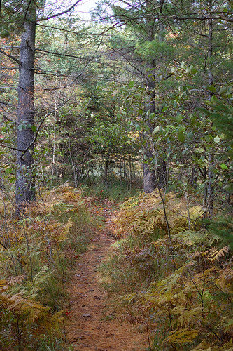trees fern landscape outdoor path scenic trail pineneedles 35mmf18 treecovered nikond40 campbarakel shearlake