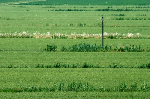 verde green landscape paesaggio veneto deltadelpo