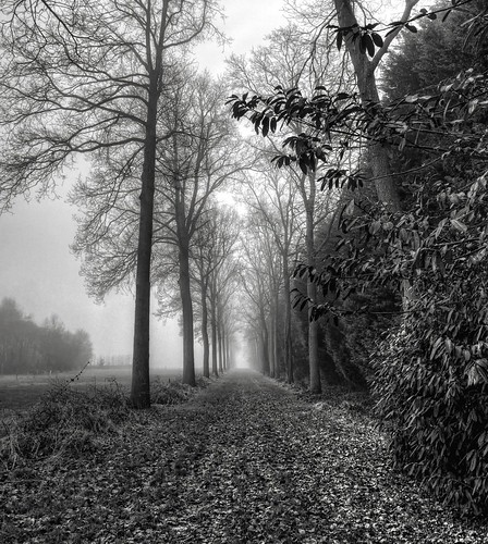 trees bw fog vanishingpoint belgium nikond70s lane flanders cs3 photomatix hdr3ex vertorama