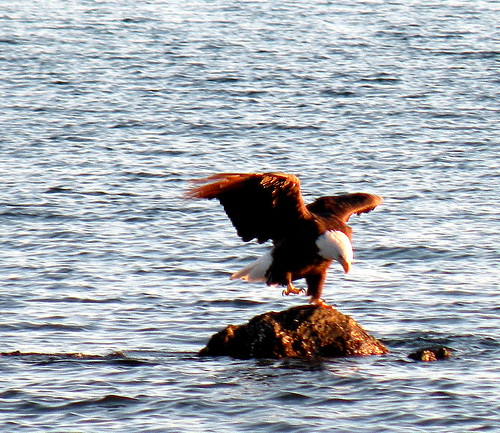ocean light sunset usa sun cold bird beach water birds set alaska fly pacific eagle wildlife north bald american mission kodiak