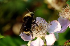 macro bee on a blackberry blossom    MG 9063 