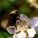 macro bee on a blackberry blossom    MG 9063