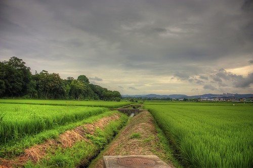 storm japan rice 日本 ricefield aichi okazaki hdr 愛知県 fav10 岡崎市 canon450d