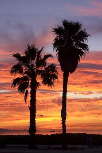 sunrise palmtrees silhouette santabarbara california nikon d100 nikond100 january 2008 eastbeach free creativecommons