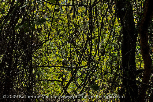 trees vines 2009 invasiveplants prometheanphotography