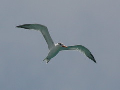 (I have been told that this is) Royal Tern, Eagle Beach, Aruba.