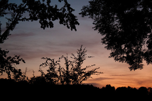 sunset sky tree ciel arbre coucherdesoleil