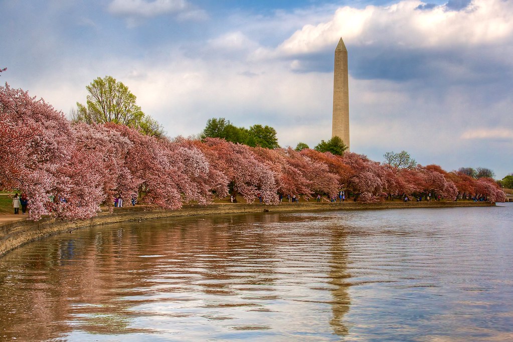 Washington, DC - Cherry Blossom Festival