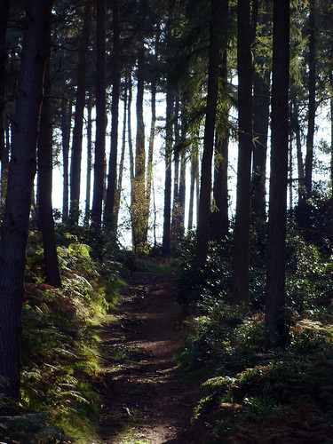 trees green shadows path 2009 pathway cannockchase