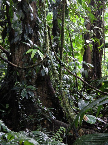 plants latinamerica forest costarica parks centralamerica américalatina heredia centroamerica gpsapproximate