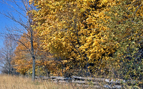 autumn autumnphotography autumncolors autumnfoliage autumncolor fallfoliage fall fallfoliagephotography fallcolors fallphotography fence illinois trees charlestonillinois lincolnlogcabinstatepark