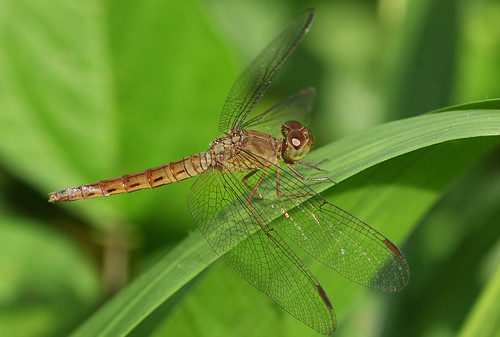 Dragonfly, Neurothemis fluctuans