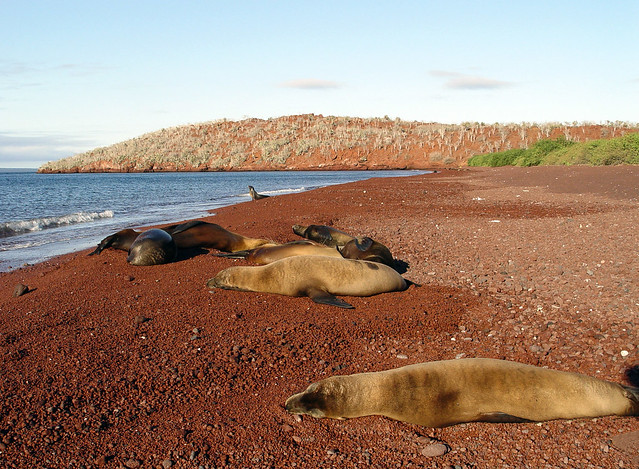 DSC00994 Galapagos sea lions