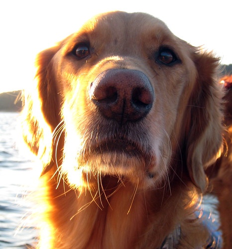 dog goldenretriever kayak baxter norcal paddling dognose goldens nevadacounty byd scottsflatlake cascadeshores