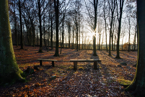 wood autumn trees sun fall leaves forest skåne sweden benches hdr beech sigma1020mmf456exdchsm bokskog johanklovsjö canoneos7d förslöv