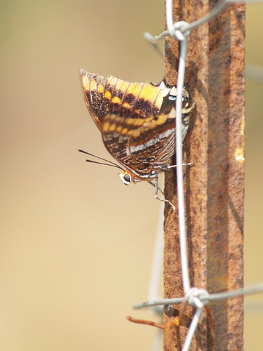 butterfly papillon grillage rouille piquet