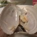 现在养殖蛤蜊成本不小啊，肚子里都是小螃蟹