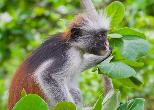 Image result for red colobus monkey