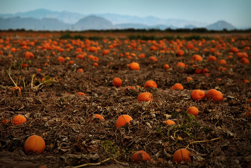 arizona usa halloween festival america pumpkin unitedstates tucson farm pumpkins fields ajo threepoints buckelew
