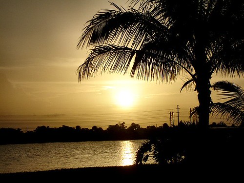 sunset sky lake tree water golden pretty florida palm powerlines palmtree