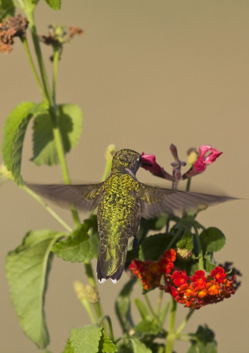 bird hummingbird colibrí rubythroatedhummingbird macromarvels