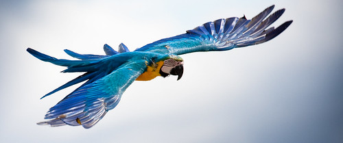 blue sky france bird animal animals yellow geotagged flying wings beak parrot macaw 2009 100400mm vienne poitiers blueandyellowmacaw chauvigny img4706 canon40d lesgéantsduciel