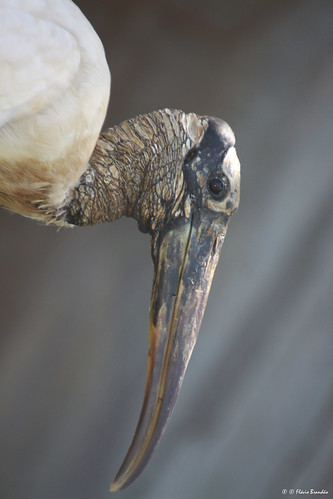 brazil naturaleza nature animal animals brasília brasil cores natureza animais cor salveanatureza planetaterraeseusanimaisincríveis thewonderfulworldofbirds