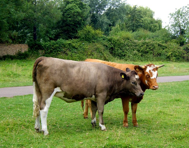 Cows on Coe Fen