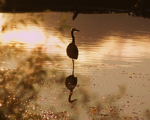 county sunset shadow bird heron nature water wisconsin outdoors iron sony mercer wi sherman a300 flowage turtleflambeau
