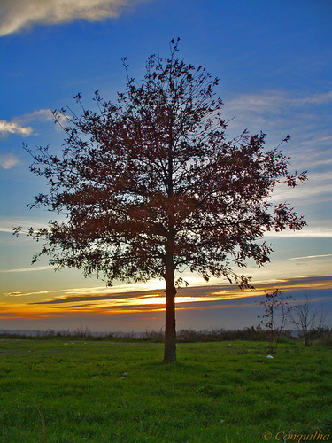 autumn sunset tree portugal sunshine evening europa europe olympus porto árvore 2009 outono oporto anoitecer 葡萄牙 valongo ポルトガル conquilha البرتغال portugallo 포르투갈 پرتغال पुर्तगाल португалія πορτογαλία portugaliya