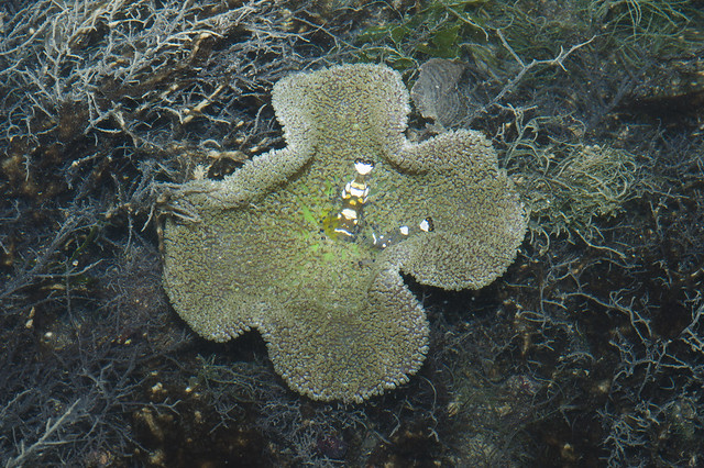 Haddon's carpet anemone (Stichodactyla haddoni) with Peacock-tail anemone shrimps (Periclimenes brevicarpalis)