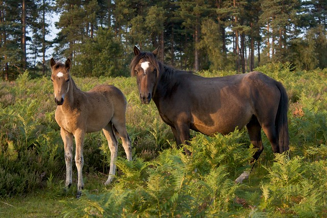 Horses in New Forest